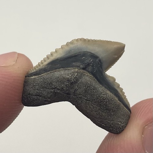 Dente squalo tigre - dente,