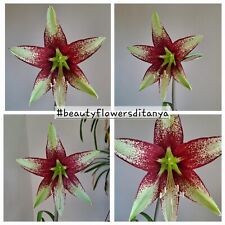 Hippeastrum APn9 x Leucopardinum - 10 seeds, Amaryllis