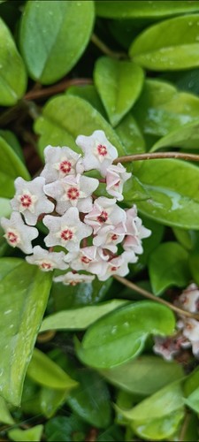 Hoya carnosa fiore cera - hoya,