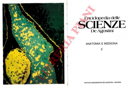 Anatomia medicina - anatomia, e