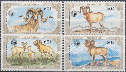 Mongolia altai argali - mongolia,