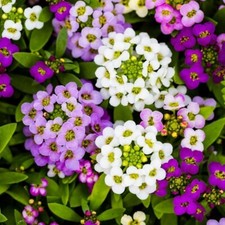 Lobularia seёds, 300 seёds