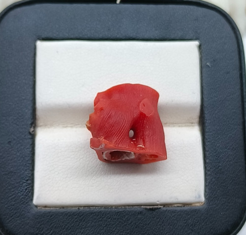 Ramo corallo rosso - ramo, mar