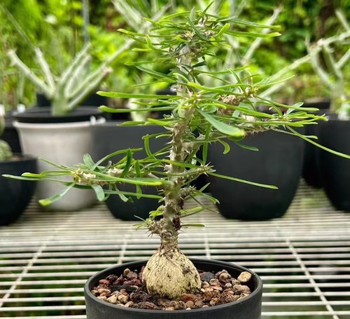 Vendita rara pianta cactus