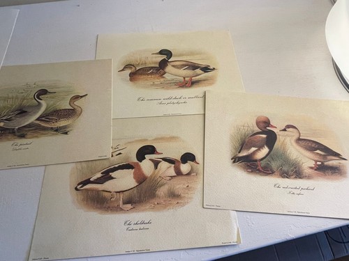 Collezione stampe tema - collezione, a