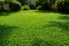 Dicondra Dichondra repens