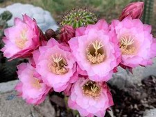 RARE,HILDEWINTERA Hybrid