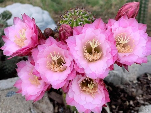 Rare hildewintera hybrid - rare,hildewintera,