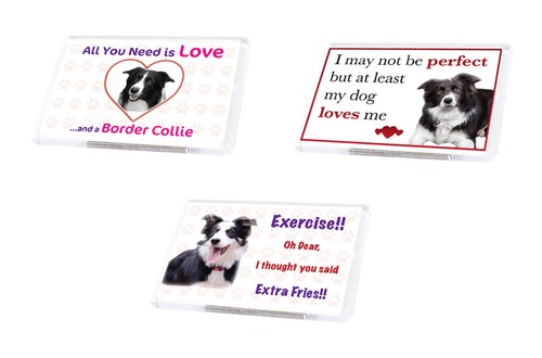 Cute funny dog border collie - funny,