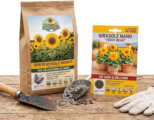 Semi girasole bustine - girasole,