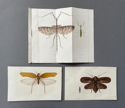 Storia naturale entomologia - storia,