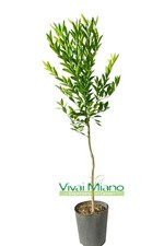 Pianta di Mandarino Tardivo di