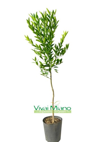 Pianta mandarino tardivo di - pianta,