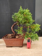 bonsai ginepro chinesis 28 cm