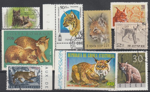 Piccolo scheda innesto lince - scheda, a