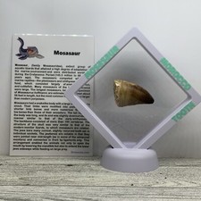 Mosasaur Dinosaur Age Marine Reptile Large Tooth Fossil in Display Case