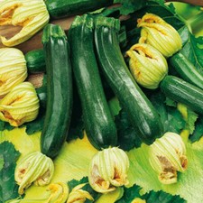 15 semi ZUCCHINO NANO VERDE DI MILANO + OMAGGIO