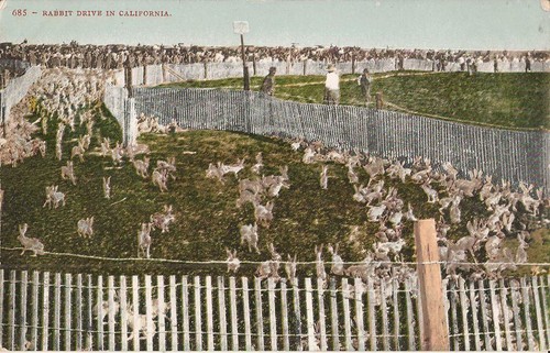 California rabbit drive - rabbit,