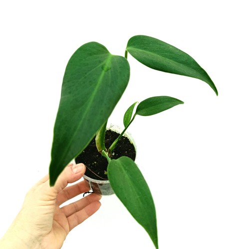 Monstera burle marx flame - monstera,