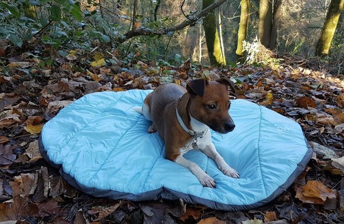 Henry wag letto coccole - henry,