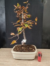 bonsai  di carpino   h 50 cm visita il negozio