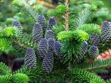 ABIES ALBA, ABETE BIANCO