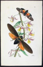 1854, WESTWOOD'S ARCANA ENTOMOLOGICA VPD dipinto a mano