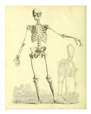 Scheletro vintage anatomia