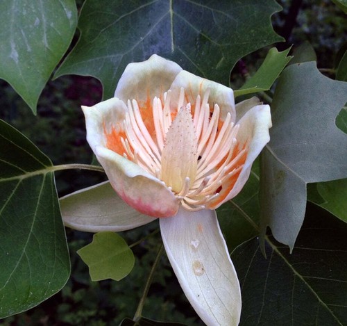 Liriodendron tulipifera - -,
