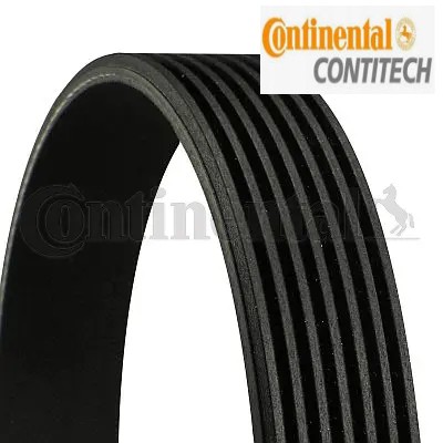 Cintura costata adatta a - cintura, v