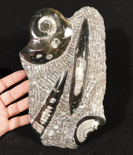 Polished Goniatite and