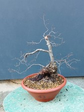 Bonsai Olmo Campestre 46x16cm
