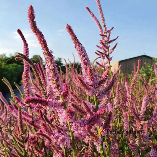 1000 semi limonium suworowii - 1000,