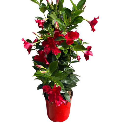 Dipladenia piramide fiore - dipladenia,