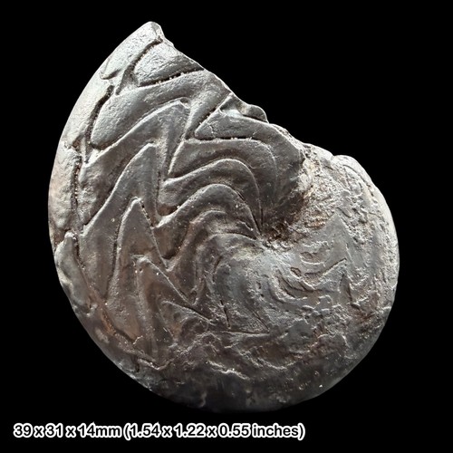 Discoclymenia cucullata