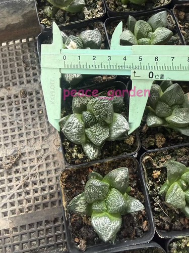 Vendita rara cactus - , ariocarpus