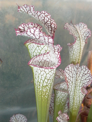 Leucophylla marston clone - leucophylla,