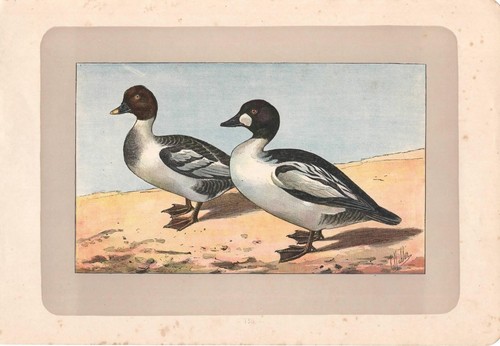 Anatra quattrocchi bucephala - quattrocchi,