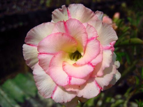 Semi adenium obesum - di,