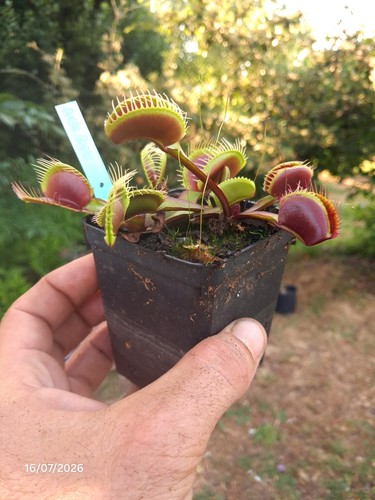 Dionaea muscipula akai ryu - dionaea,