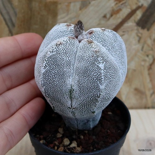 Astrophytum myriostigma onzuka