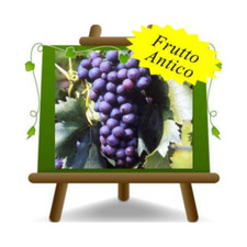 Vite Cardinale uva nera da