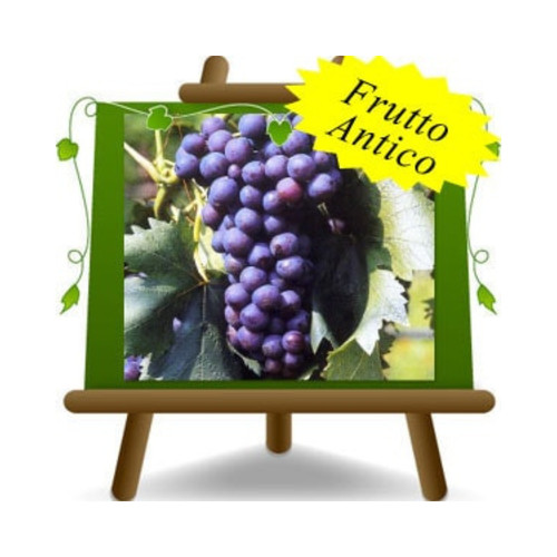 Vite cardinale uva nera - cardinale,