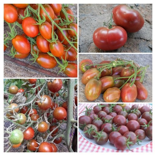 Pacchetto pomodori neri - pomodori,
