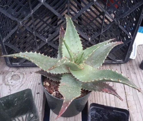 Semi aloe secundiflora - 10,