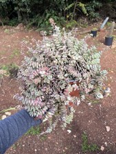 Crassula Marnieriana Grande