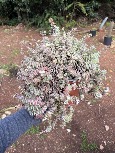 Crassula marnieriana grande - marnieriana,