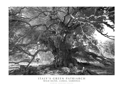 Italy green patriarch wild - italy's, patriarch.