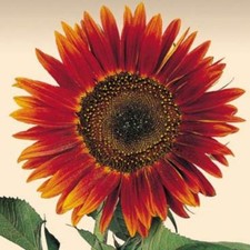 Girasole Avondzon - Sunflower