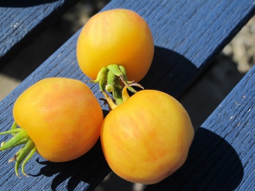 Pomodoro fuzzy peach semi - peach, 5+
